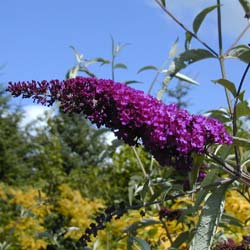 Arbre  papillons 'Mauve'